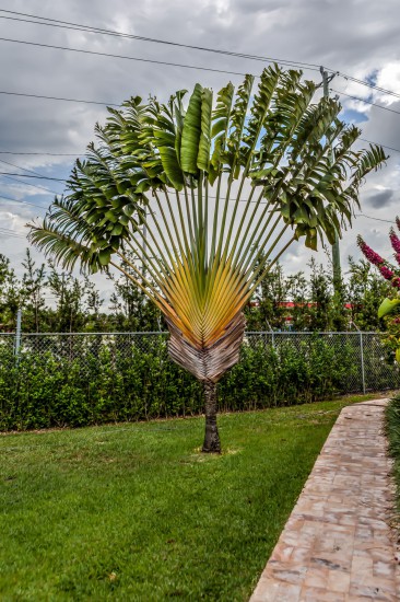 "Palm Tree"