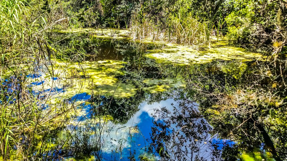 Pond along the Gumbo Limbo Trail